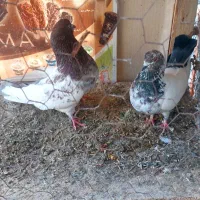 کبوتر کله ایی|پرنده|درگزین, |دیوار