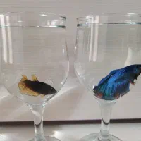 فایتر نر هالفمون و ماده