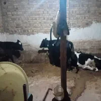 ماده گوشت|حیوانات مزرعه|خواجه, |دیوار