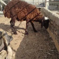 فروش بره همو، هترو. بهترین کیفیت|حیوانات مزرعه|شاهرود, |دیوار