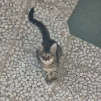 واگذاری ۴ گربه dsh (توضیحات خوانده شود)|گربه|قم, وادی السلام|دیوار