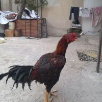 خروس لاری نژاد افغان