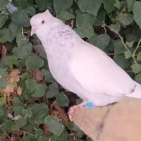 سینه الماسی سینه آبی نوک سفید