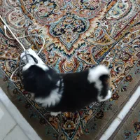 واگذاری هاپو جفتی۵ت|سگ|پردیس, فاز ۸|دیوار