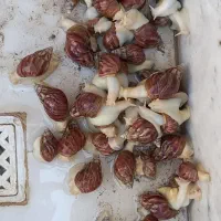 حلزون(توافقی)|خزنده|کاشان, نوش آباد|دیوار