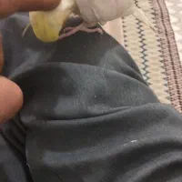 عروس هلندی سالم و بازیگوش سخنگو|پرنده|بیجار, |دیوار