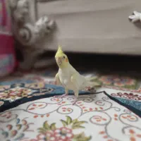 عروس هلندی ماده
