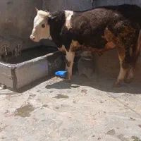 گوساله نر گوشتی  سیمنتال برای قصابی