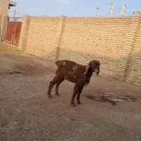 بزغاله نر بسیار سالم بقیمت ۴۳۰۰تومان خوراک خور|حیوانات مزرعه|گنبد کاووس, |دیوار