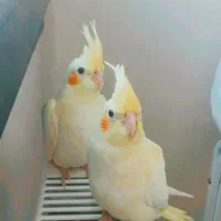 جفت عروس هلندی|پرنده|مشهد, شهید قربانی|دیوار