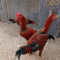 جوجه خروس لاری اصل