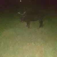 حیوانات مزرعه‌گاو