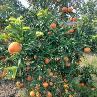 فروش مرکبات