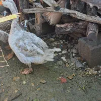 جوجه نرادی|حیوانات مزرعه|بهبهان, |دیوار