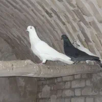 کبوتر پرشی|پرنده|یزد, |دیوار