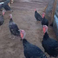 بوقلمون|حیوانات مزرعه|کوهنانی, |دیوار