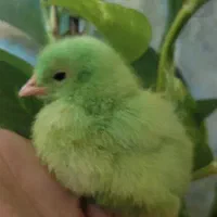 جوجه سبز