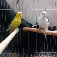 پنکه موبایلی مرغ عشق مولد و کفتر طوقی|پرنده|مهریز, |دیوار