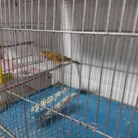 قناری|پرنده|شیراز, پودنک|دیوار