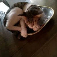 واگذاری گربه|گربه|شهریار, شهرک وائین|دیوار