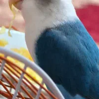 جوجه کوتوله