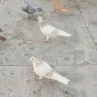 نقره ای  طوقی هفت‌رنگ سرخ فری  ساده هفت‌رنگ|پرنده|سبزوار, امیر کبیر|دیوار