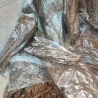 برگ درخچه تندلنکه ایی|گل و گیاه طبیعی|بندرعباس, |دیوار