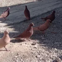 کبوتر|پرنده|نیشابور, چمبران|دیوار