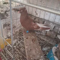 اشعل سرخ خال سیاه