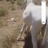چهار تا الاغ نرو ماده