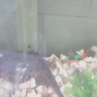 آکواریوم فروشی|ماهی|آستارا, |دیوار