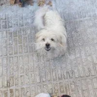 واگذاری دوتا سگ پاپی ماده