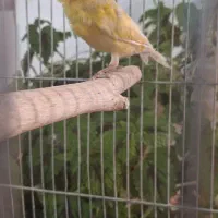 قناری و گلبسر بخون قرص