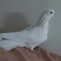 ماده شامی (نوک ریز) سینه فر معاوضه اصفهانی|پرنده|اصفهان, محله سفلی|دیوار