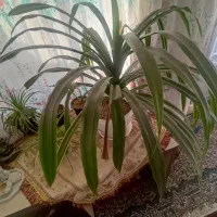 گل برگ موزی بزرگ