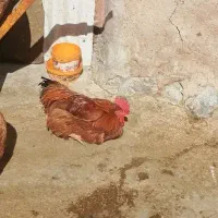 فروش خروس محلی|حیوانات مزرعه|مرودشت, کناره|دیوار