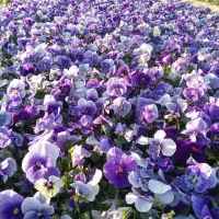 بنفشه F1|گل و گیاه طبیعی|پاکدشت, پاکدشت (مامازند)|دیوار