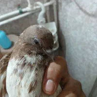کبوتر