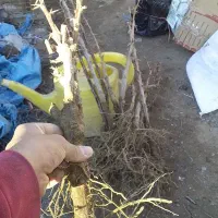 اغاز فروش نهال زرشک وعناب وسنجد از تولید کننده|خدمات باغبانی و درختکاری|مشهد, احمدآباد|دیوار