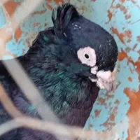 جراحی|پرنده|چمران, |دیوار