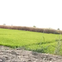 اجاره زمین کشاورزی