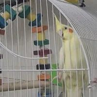 یک جفت عروس هلندی|پرنده|تهران, هفده شهریور|دیوار