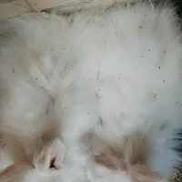 خرگوش جرسی ماده