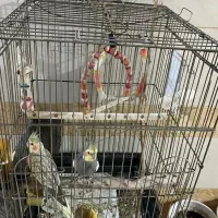 عروس هلندی|پرنده|سوسنگرد, |دیوار