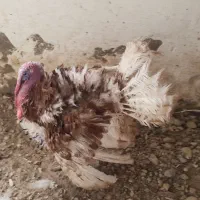 بوقلمون بوربون