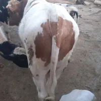 گاو|حیوانات مزرعه|جوانرود, |دیوار