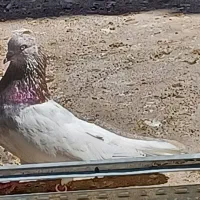 کبوتر کله ابر|پرنده|بم, |دیوار