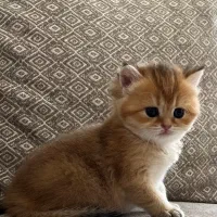 بریتیش گلد پسر خانگی/عکس‌ها واقعی