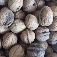 گردو بوانات