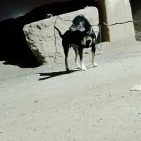 سگ سرابی پژدر|سگ|تهران, امیریه|دیوار